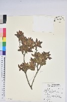 唐杜鵑、大屯杜鵑、中原氏杜鵑藏品圖，第1張