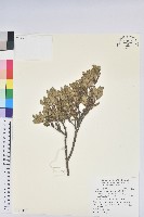 腋花杜鵑藏品圖，第1張