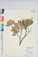 美麗馬醉木藏品圖，第1張