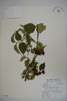 狹萼鬼吹簫藏品圖，第1張