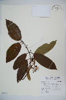 登錄號:S123615藏品圖，第1張