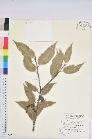 元江栲藏品圖，第1張