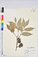 元江栲藏品圖，第1張