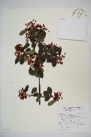 臭莢迷藏品圖，第1張