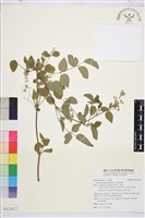 小蓑衣藤藏品圖，第1張