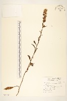 一枝黃花藏品圖，第1張