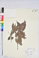 狹葉櫟藏品圖，第1張