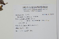 苗栗冬青藏品圖，第2張
