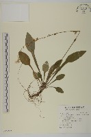 玉山鋪地蜈蚣藏品圖，第1張