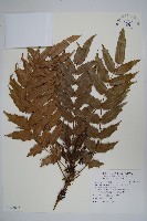 阿里山十大功勞藏品圖，第1張