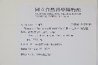 華參、裡白八角金盤藏品圖，第2張