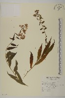 臺灣馬蘭藏品圖，第1張