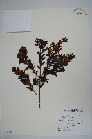 雲南冬青藏品圖，第1張