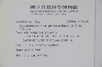 雲南冬青藏品圖，第2張