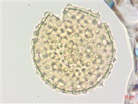 薄葉金午時花藏品圖，第1張