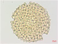 薄葉金午時花藏品圖，第2張