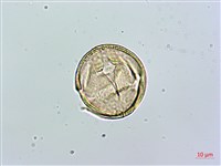 台北肺形草藏品圖，第2張