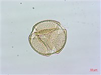 台北肺形草藏品圖，第3張