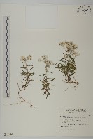 玉山抱莖籟簫藏品圖，第1張