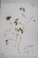 登錄號:S123665藏品圖，第1張