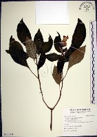 角桐草、台灣半蒴苣苔藏品圖，第1張