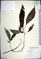 角桐草、台灣半蒴苣苔藏品圖，第1張