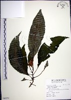 角桐草、台灣半蒴苣苔藏品圖，第1張