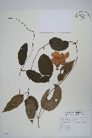 月桂藤藏品圖，第1張