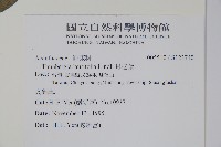 月桂藤藏品圖，第2張