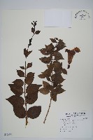 立鶴花藏品圖，第1張