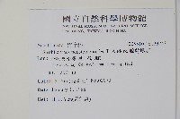 腺萼馬藍藏品圖，第2張