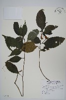 腺萼馬藍藏品圖，第1張