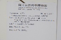 腺萼馬藍藏品圖，第2張