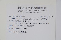 腺萼馬藍藏品圖，第2張