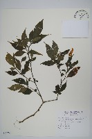 腺萼馬藍藏品圖，第1張