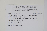 腺萼馬藍藏品圖，第2張