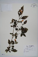 臺灣馬藍藏品圖，第1張