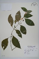 臺灣馬藍藏品圖，第1張