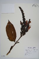 金葉木藏品圖，第1張