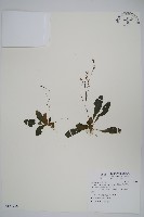 哈哼花藏品圖，第1張