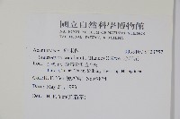 哈哼花藏品圖，第2張