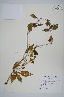 臺灣明萼草藏品圖，第1張