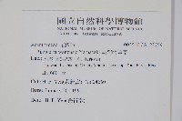 臺灣明萼草藏品圖，第2張