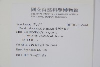 臺灣明萼草藏品圖，第2張