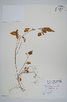 臺灣明萼草藏品圖，第1張