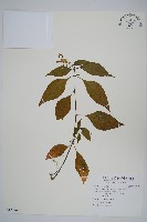 臺灣明萼草藏品圖，第1張