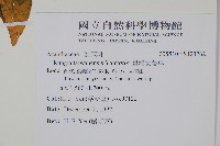 臺灣明萼草藏品圖，第2張