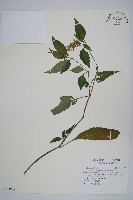 臺灣明萼草藏品圖，第1張