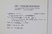 臺灣明萼草藏品圖，第2張