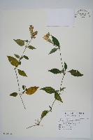 臺灣明萼草藏品圖，第1張